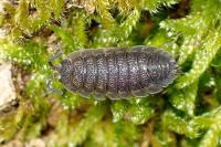 Porcellio scaber