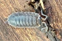 Porcellio scaber