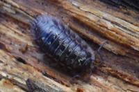 Oniscus asellus