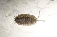 Porcellio scaber