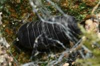 Armadillidium vulgare