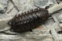 Armadillidium vulgare