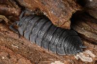 Porcellio scaber