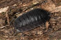 Porcellio scaber