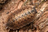 Porcellio monticola