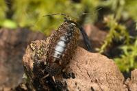 Philoscia muscorum