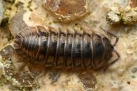 Armadillidium vulgare
