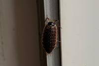 Philoscia muscorum