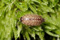 Philoscia muscorum