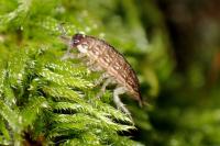 Philoscia muscorum