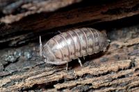 Armadillidium