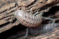 Armadillidium