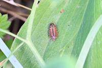 Philoscia muscorum