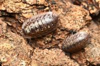 Oniscus asellus