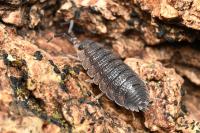 Porcellio scaber