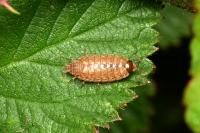 Philoscia muscorum