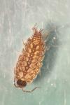 Philoscia muscorum