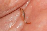 Chirocephalus diaphanus