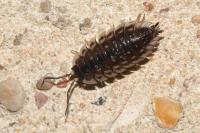 Oniscus asellus