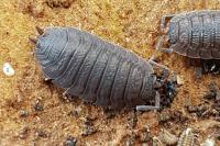 Porcellio scaber