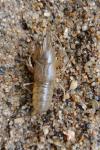 Faxonius limosus