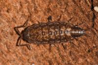 Porcellionides cingendus