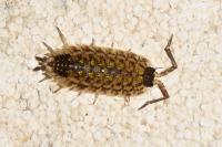 Porcellio spinicornis