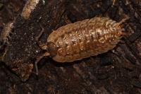 Porcellio monticola