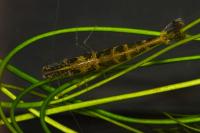Atyaephyra desmarestii