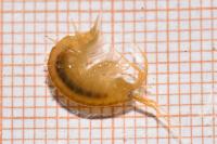 Dikerogammarus villosus