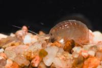Crangonyx pseudogracilis