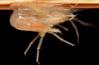 Crangonyx pseudogracilis