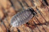 Porcellio scaber