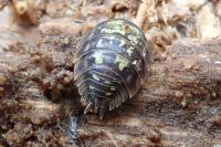 Oniscus asellus
