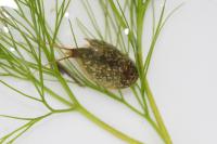 Lepidurus apus