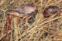 Procambarus clarkii