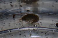Gammarus