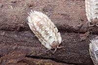 Oniscus asellus