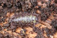 Oniscus asellus