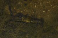 Faxonius limosus
