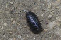 Armadillidium vulgare