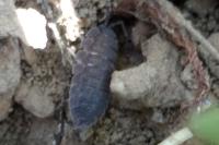 Porcellio scaber