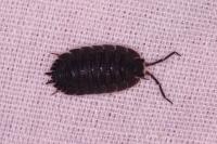Porcellio scaber