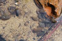 Gammarus
