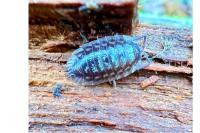 Oniscus asellus