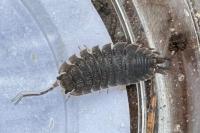 Porcellio