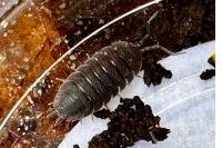 Porcellio
