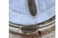 Porcellio
