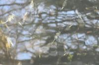 Chirocephalus diaphanus