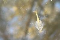 Chirocephalus diaphanus